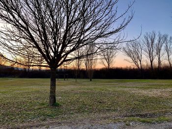 Bare tree on field against sky during sunset