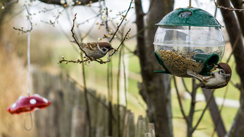 Close-up of bird perching on feeder