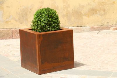 Close-up of potted plant on footpath against wall