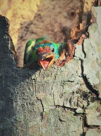 Young blue throated barbet chirping from nest, summertime of india