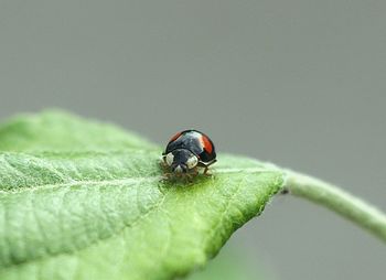 Ladybug on green leaf