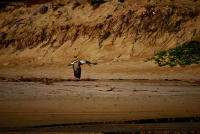 Bird flying over a beach