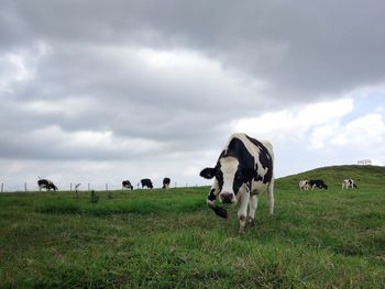 Cows grazing in a field