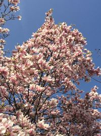 Low angle view of cherry blossom tree against blue sky