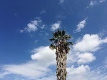 Low angle view of palm tree against cloudy sky