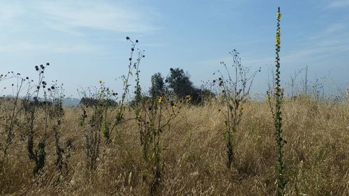 Scenic view of field against sky