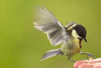 Bird perching on railing