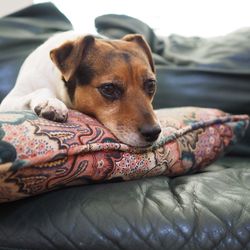 Close-up portrait of a dog