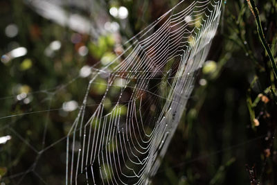 Close-up of dew drops on spider web