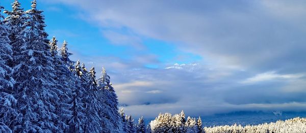 Frozen trees on mountain against sky