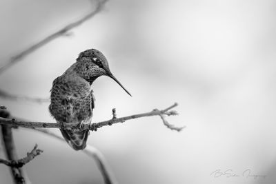 Close-up of bird perching outdoors