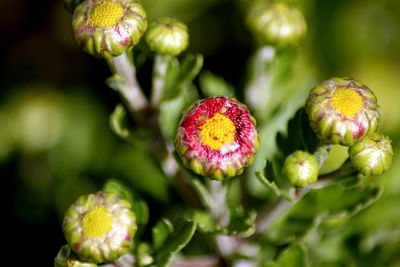 Close-up of flower bud