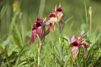 Close-up of red flowering plant in field