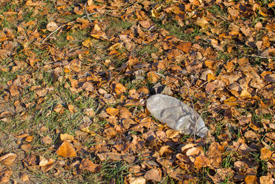 High angle view of lizard on dry leaves