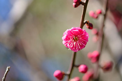 Close-up of pink cherry blossom