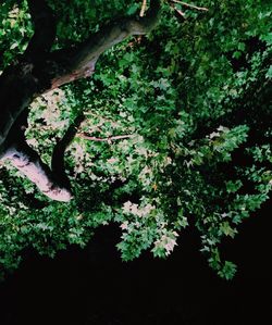 Full frame shot of tree