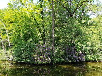 Purple flowering plants by lake in forest
