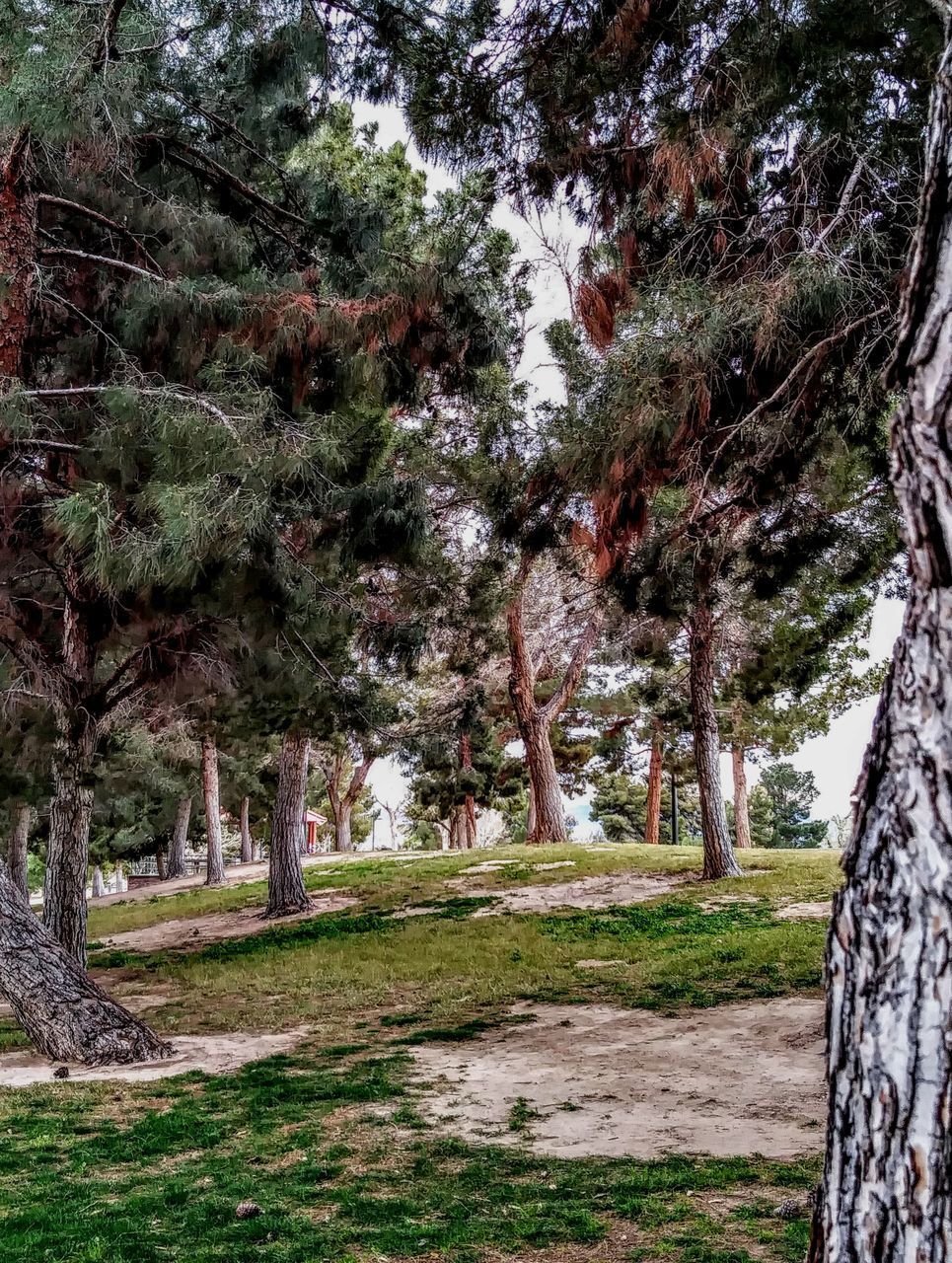 VIEW OF TREES IN PARK