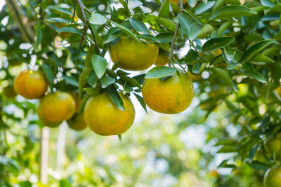 Low angle view of fruits on tree