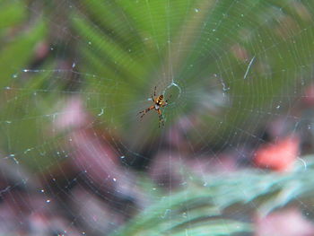 Close-up of spider on web