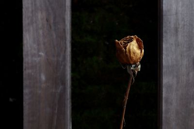 Close-up of poor dry roses