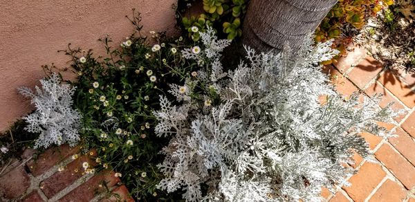 High angle view of flowering plants during winter