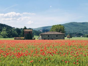 View of flowering plants on field against sky