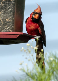 Male northern cardinal perches on a bird feeder behind a clump of wildflowers.