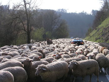 Flock of sheep on tree