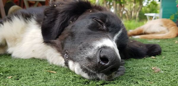 Close-up of a dog resting on field