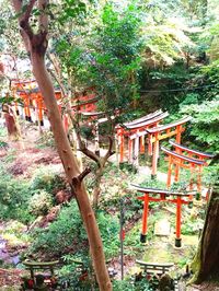 Trees growing in forest