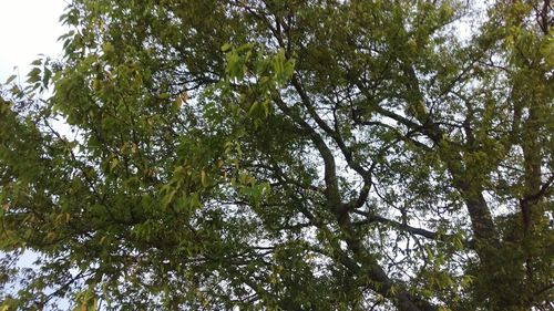 Low angle view of trees against sky