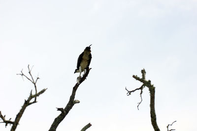 Low angle view of bird perching on branch against sky