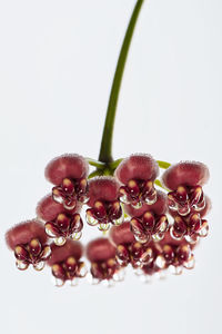 Close-up of christmas decorations against white background