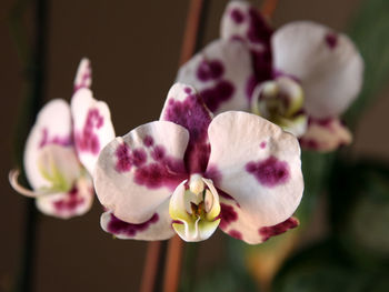 Close-up of pink orchids