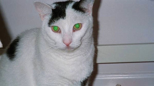 Close-up portrait of tabby cat