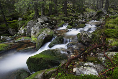 Stream flowing through rocks in forest in retezat mountains 