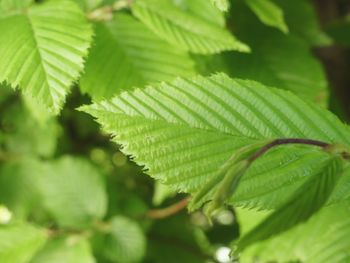 Close-up of fresh green leaves