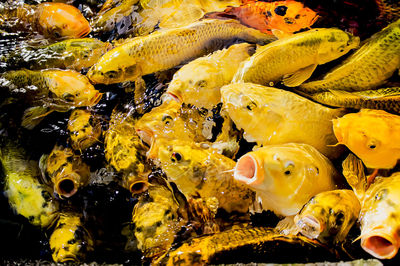 Close-up of fish swimming in water