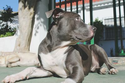 Close-up of dog relaxing outdoors