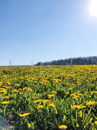 Scenic view of yellow flowering field against clear sky