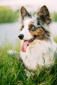 Close-up of dog on field