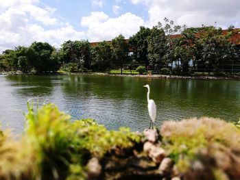 Swans by lake against sky