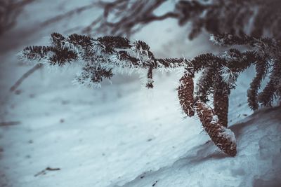 Close-up of frozen tree against sky