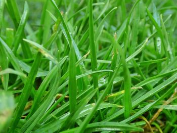 Full frame shot of grass growing in field