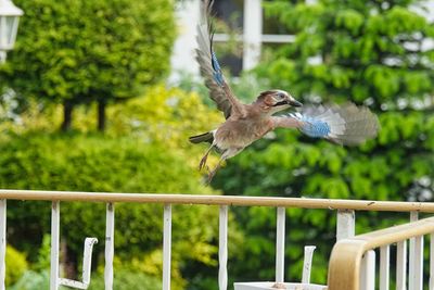 Bird flying against the sky