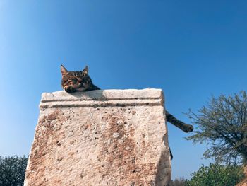 Low angle view of cat against the sky