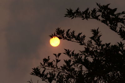 Low angle view of silhouette tree against sky at night