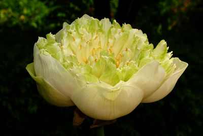 Close-up of white rose