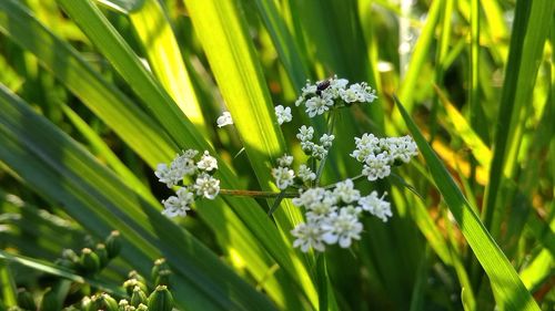 Close-up of white flowering plant on field